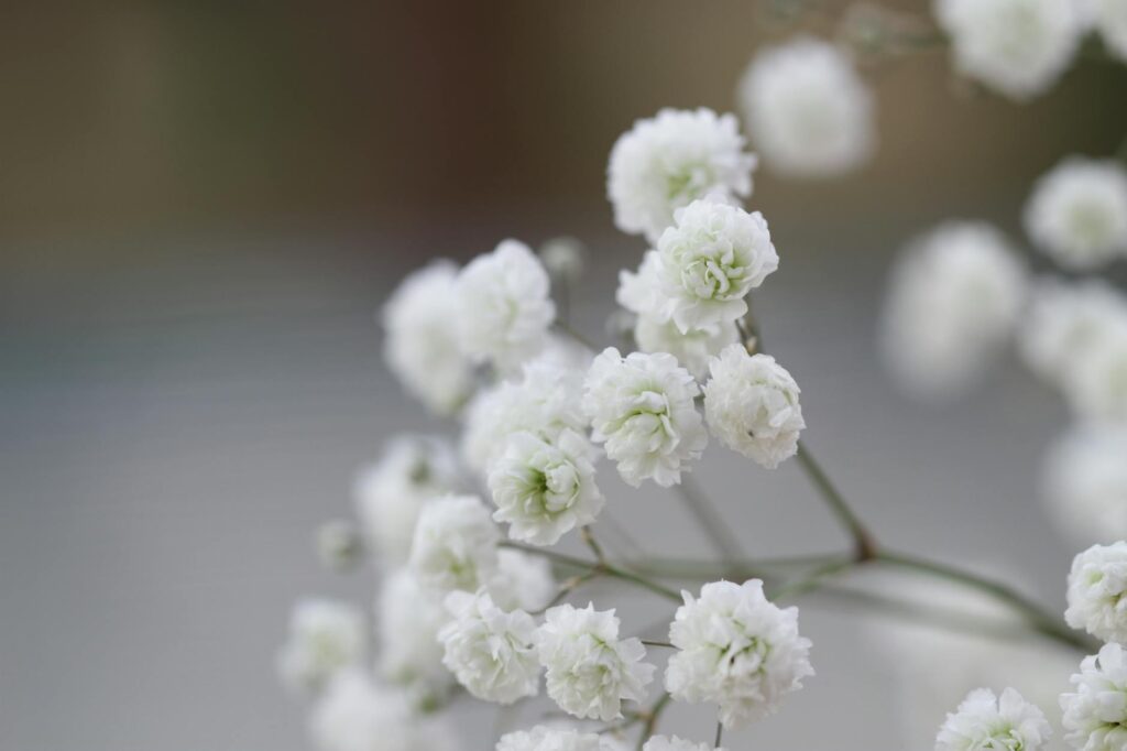 Hướng Rước Dâu Theo Mệnh Tuổi: Cách Xem Đúng – Tránh Phạm Xung